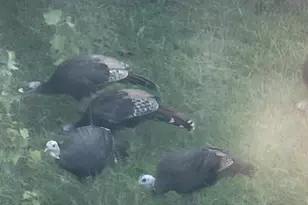 3900 Lewis Ln, Cambridge, MD 21613 - Photo 31