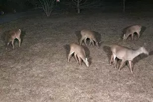 3900 Lewis Ln, Cambridge, MD 21613 - Photo 33