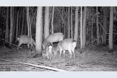 2575 Toddville Road, Toddville, MD 21672 - Photo 7