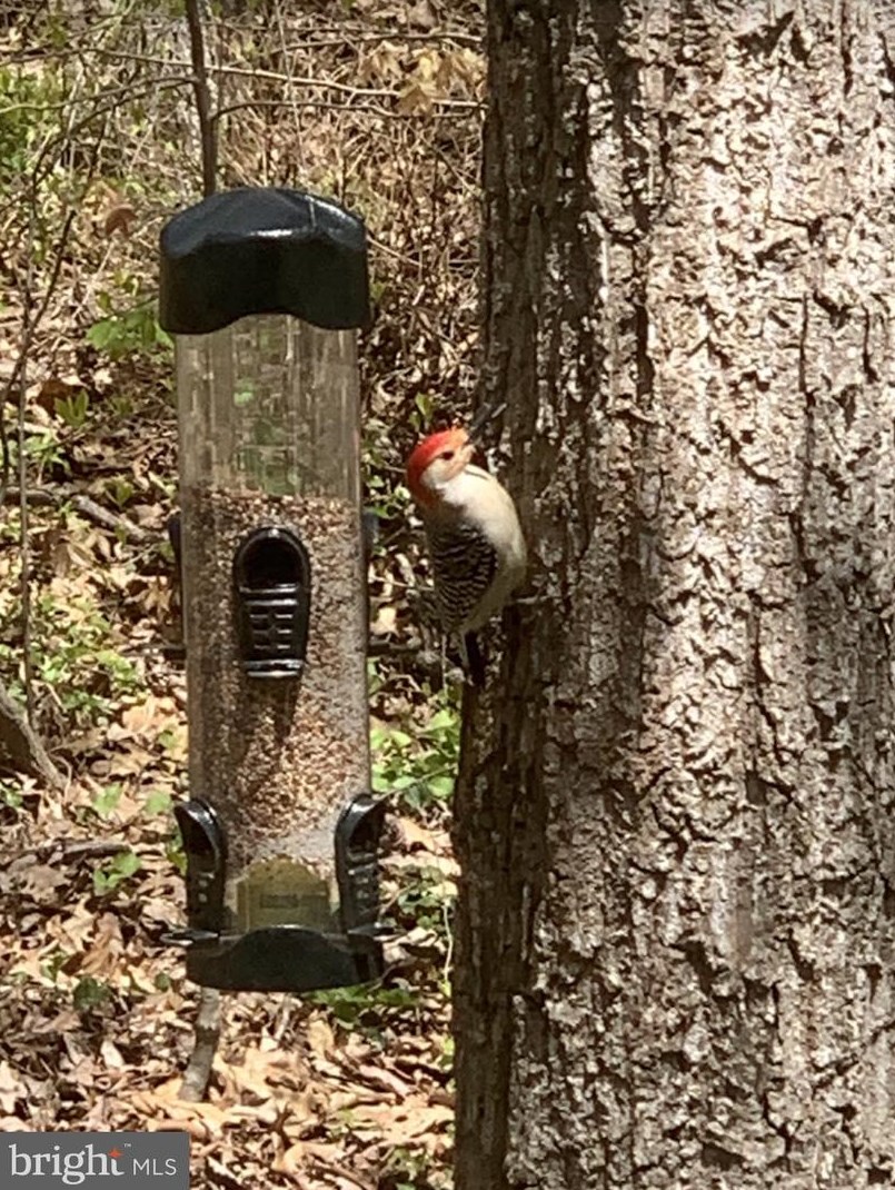 14456 Black Ankle Rd, Mount Airy MD  21771-9122 exterior