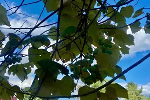 18928 National Pike, Frostburg, MD 21532 - Photo 29