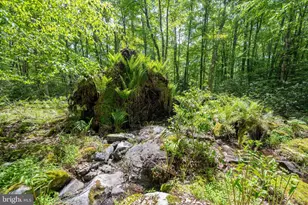 328 Stool Rock Rd, Oakland, MD 21550 - Photo 97