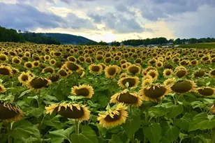 56 Bee Tree Ln, Oakland, MD 21550 - Photo 129