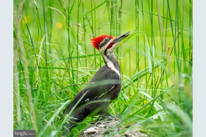 Wes Mountain Trail, Mc Henry, MD 21541 - Photo 17