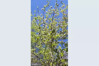 Wes Mountain Trail, Mc Henry, MD 21541 - Photo 3