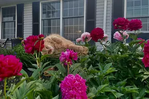 908 Priestford Rd, Darlington, MD 21034 - Photo 65