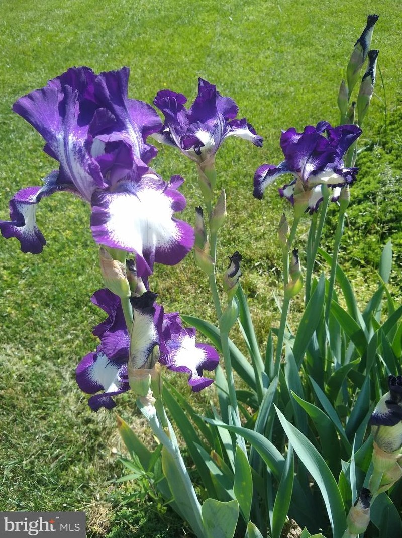 3709 Dorsey Search Cir, Ellicott MD 21042-3753 exterior