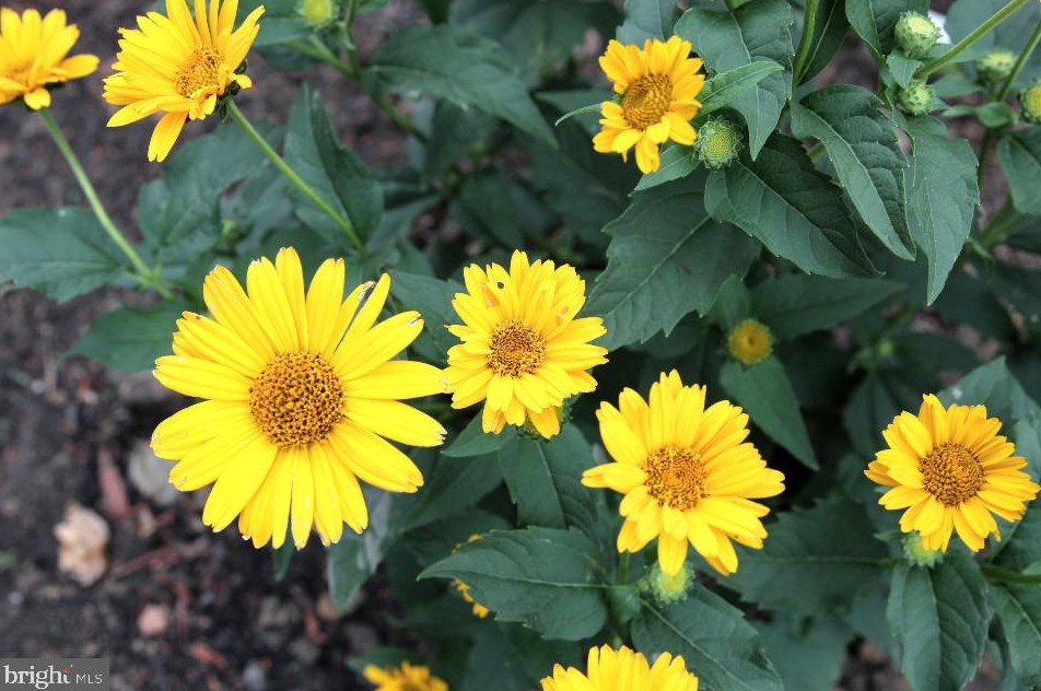 5975 Augustine Ave, Baltimore MD  21075-5318 exterior