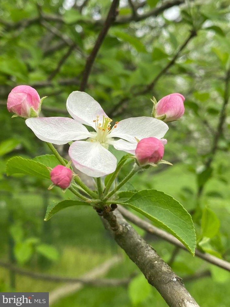 17610 Auburn Village Dr, Sandy Spring MD  20860-1045 exterior