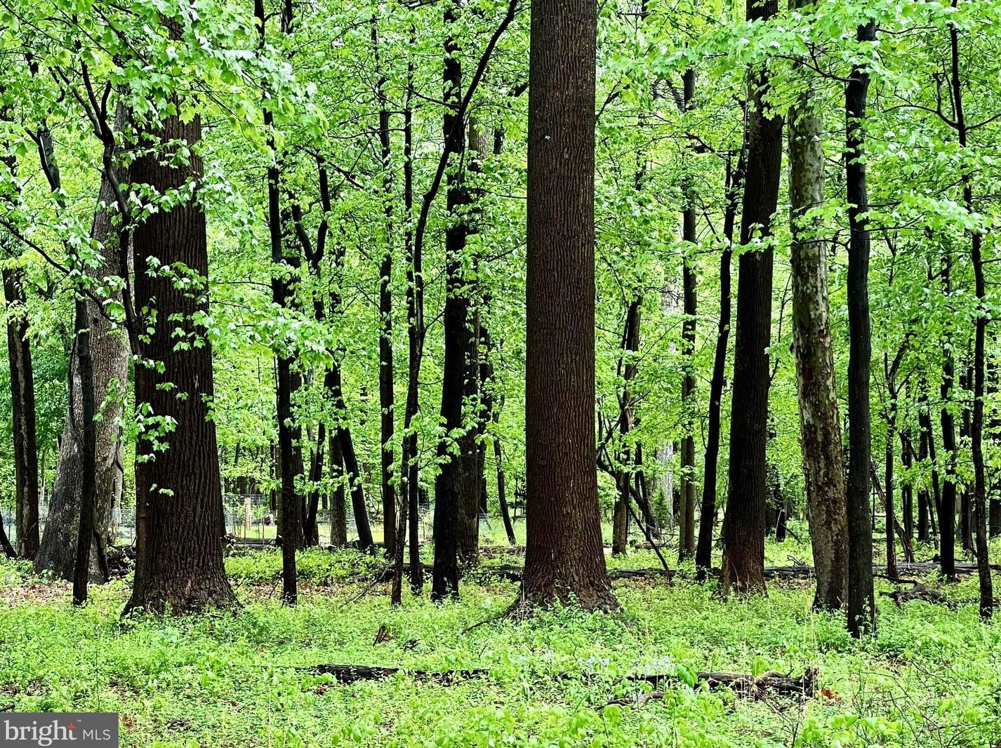 1708 Ladd St, Silver Spring MD 20902-3521 exterior