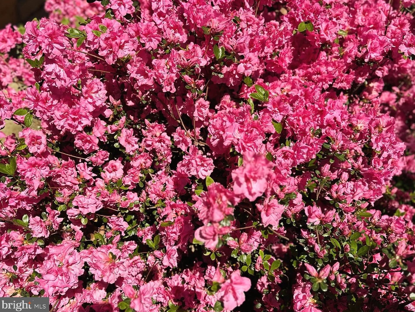 7320 Glenside Dr, Silver Spring MD 20912-7327 exterior