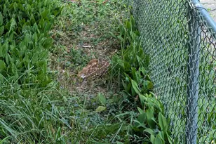 14612 Fairacres Rd, Silver Spring, MD 20905 - Photo 49