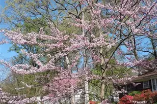 1912 Kimberly Rd, Silver Spring, MD 20903 - Photo 45