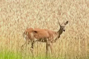 11116 Liberty Ln, Easton, MD 21601 - Photo 19