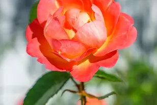 28711 Hope Cir, Easton, MD 21601 - Photo 15