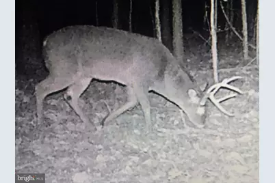 0 Cottman Road, Allen, MD 21810 - Photo 3