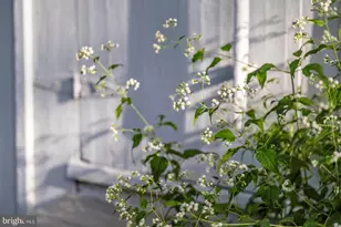 203 W Market St, Snow Hill, MD 21863 - Photo 99