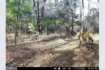 163 Hall Road, Pocomoke City, MD 21851 - Photo 9