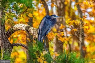 101 Mumfords Lndg Rd, Ocean Pines, MD 21811 - Photo 105