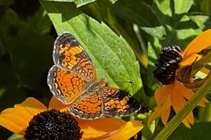 12412 Windlass Way, Berlin, MD 21811 - Photo 85