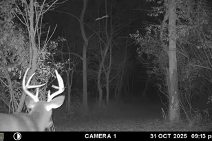 2983 Old Winchester Rd, Boyce, VA 22620 - Photo 85