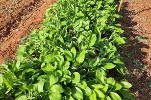 18257 Carter Ln, Brandy Station, VA 22714 - Photo 25