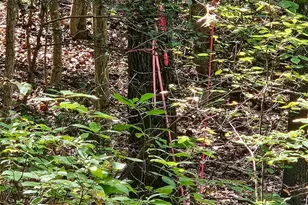 00 Off Of Long Branch Rd, Woodford, VA 22580 - Photo 1