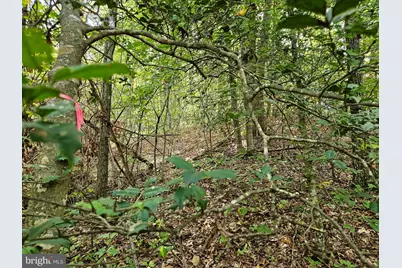 00 Off Of Long Branch Road, Woodford, VA 22580 - Photo 3