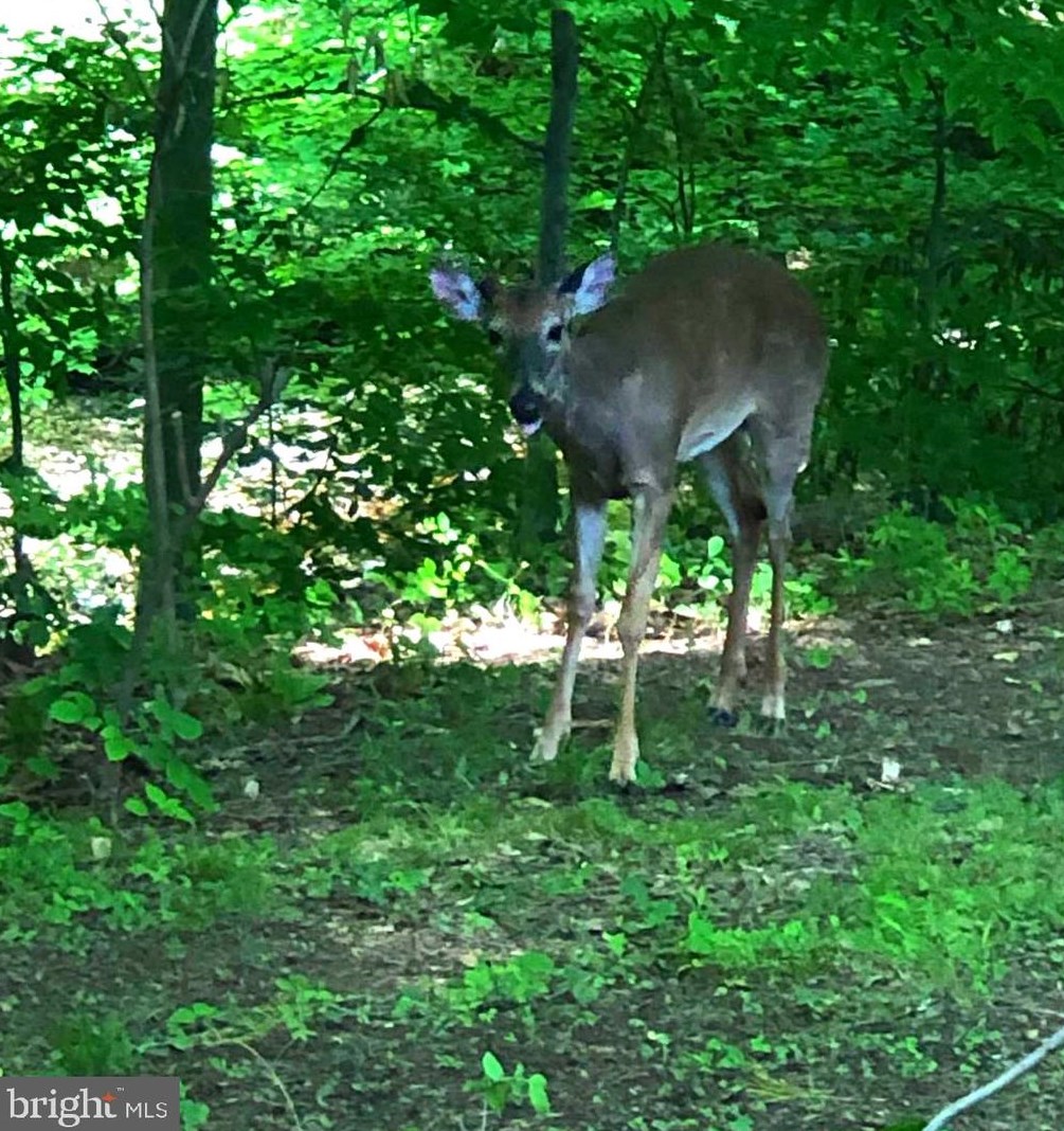 10120 Spring Lake Ter, Fairfax VA  22030-2038 exterior