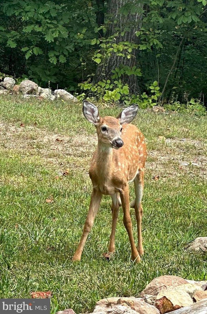 307 Fawn Dr, Winchester VA  22602-3500 exterior