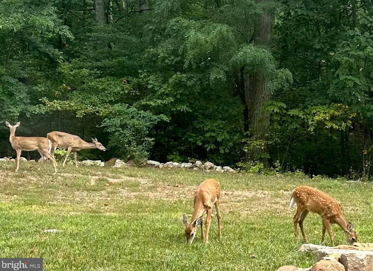 307 Fawn Dr, Winchester VA  22602-3500 exterior