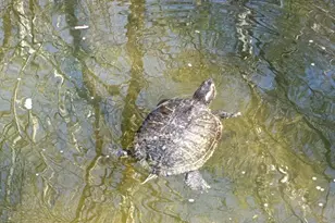 9140 Stonegarden Dr, Lorton, VA 22079 - Photo 25