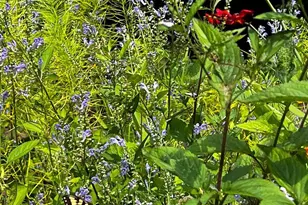 10916 Thimbleberry Ln, Great Falls, VA 22066 - Photo 101