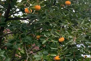 510 Walker St SW, Vienna, VA 22180 - Photo 67