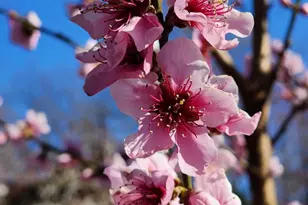 5300 Summit Dr, Fairfax, VA 22030 - Photo 33