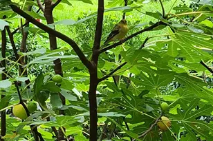 5300 Summit Dr, Fairfax, VA 22030 - Photo 39