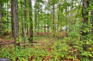 2635 Bumpass Rd, Beaverdam, VA 23015 - Photo 43