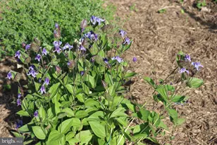 1185 Belle Meade Rd, Bumpass, VA 23024 - Photo 109