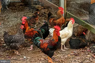 36775 Leith Ln, Middleburg, VA 20117 - Photo 59