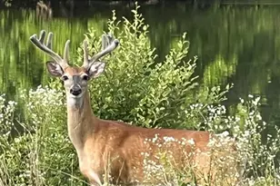 40925 Arcadian Pond Ct, Aldie, VA 20105 - Photo 89