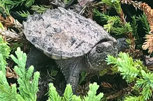 40925 Arcadian Pond Ct, Aldie, VA 20105 - Photo 79