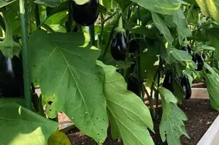 15700 Trapshire Ct, Waterford, VA 20197 - Photo 103