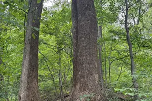 60 Mountain Breeze Ln, Syria, VA 22743 - Photo 81