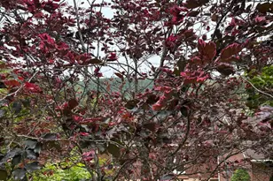 60 Mountain Breeze Ln, Syria, VA 22743 - Photo 77