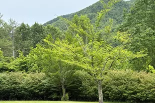 60 Mountain Breeze Ln, Syria, VA 22743 - Photo 69