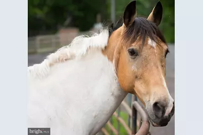 204 Freedom Road, Locust Grove, VA 22508 - Photo 39