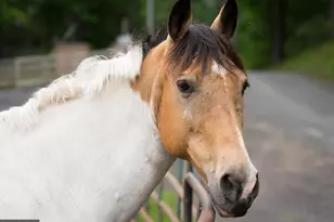 204 Freedom Rd, Locust Grove, VA 22508 - Photo 39