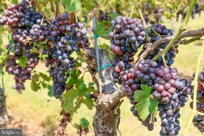 269 Montevista Ave, Orange, VA 22960 - Photo 71