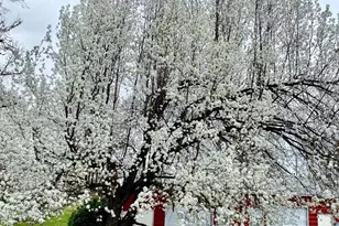 115 E Page St, Luray, VA 22835 - Photo 43