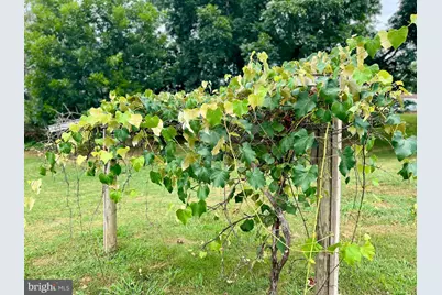 411 Shenandoah Avenue, Shenandoah, VA 22849 - Photo 59